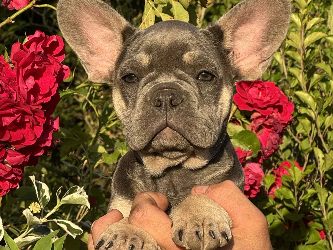 Billede 10 - Franske bulldog hvalpe
