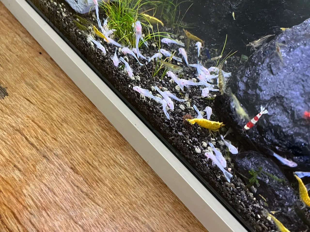 Billede 2 - Snowwhite - L144 - Ancistrus - Sugemalle