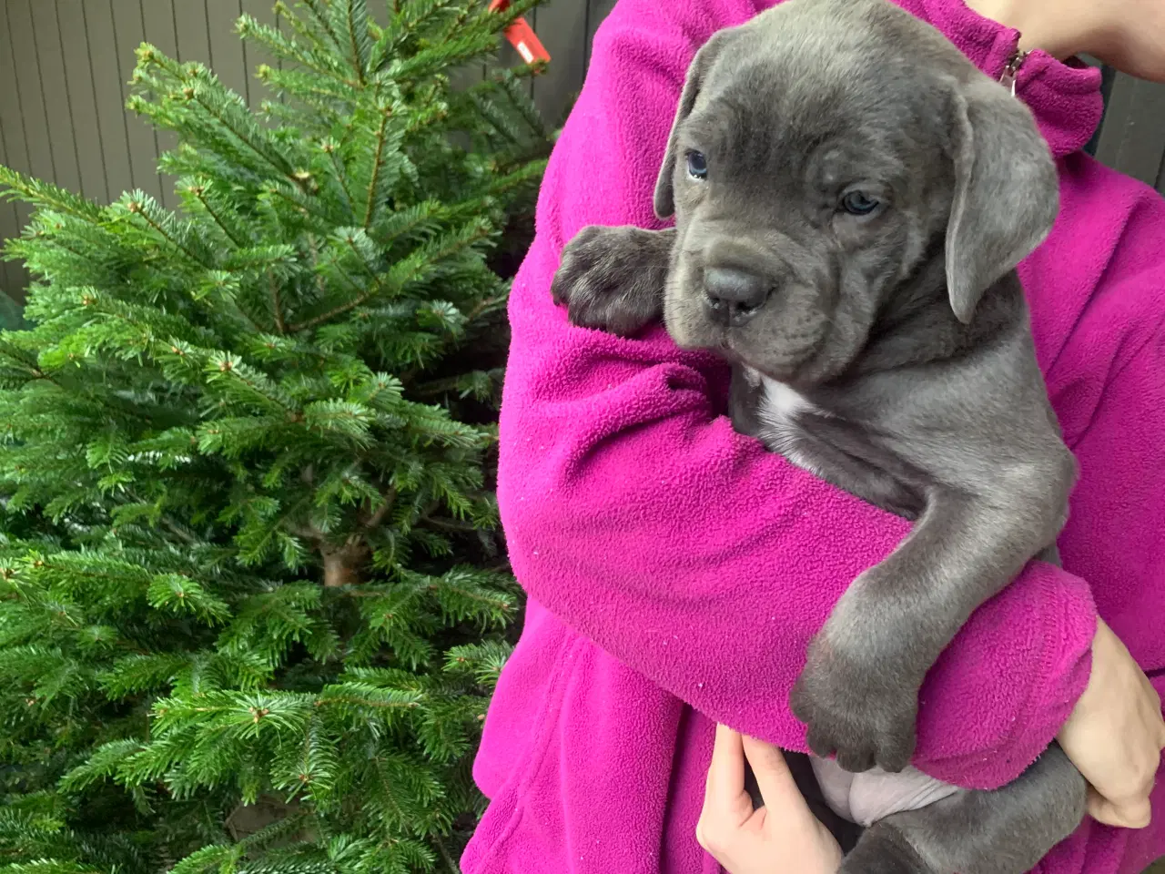 Billede 15 - Cane Corso Italiano hvalpe 