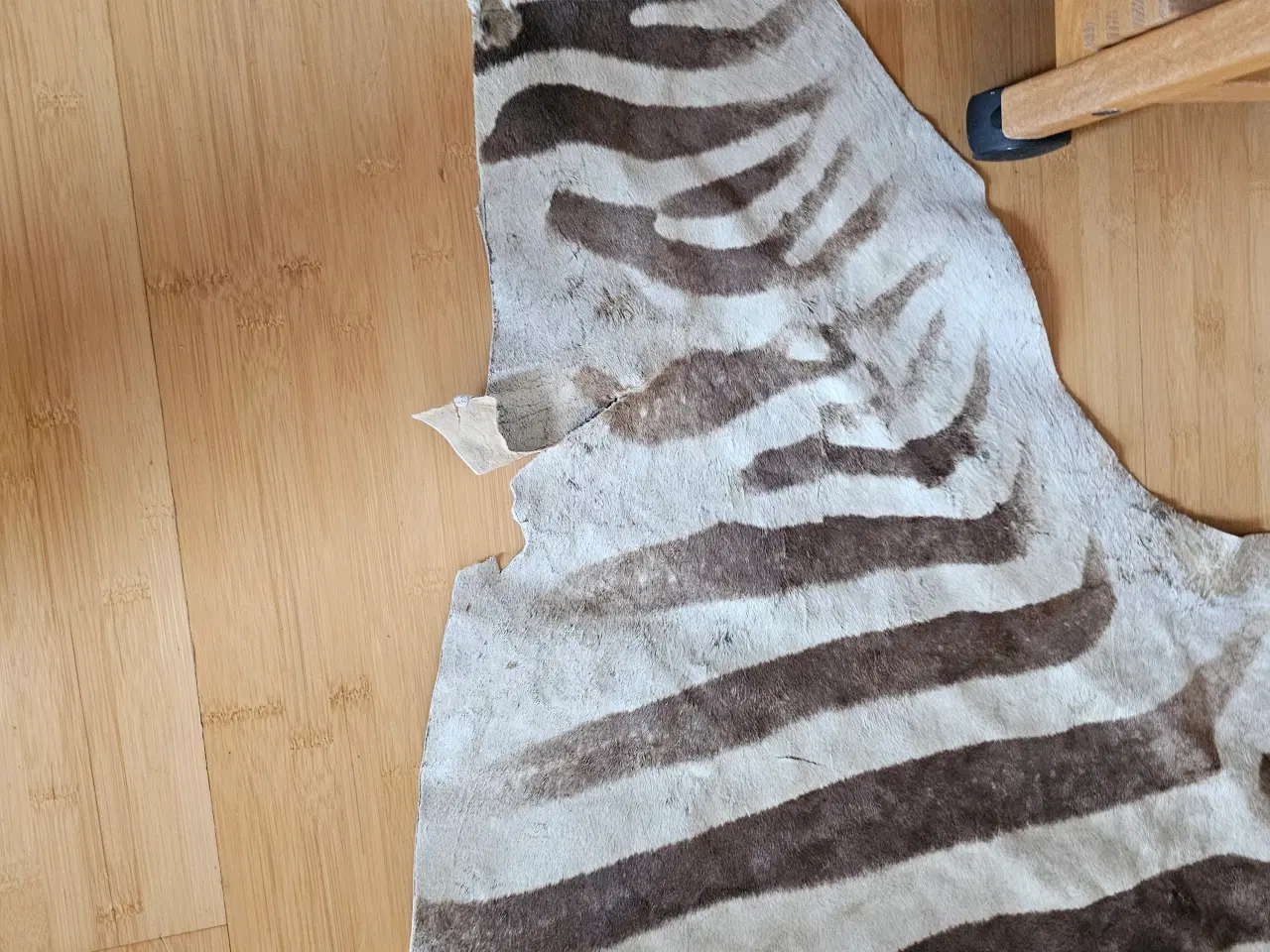 Billede 2 - Zebra Skin fra øst afrikanske. 