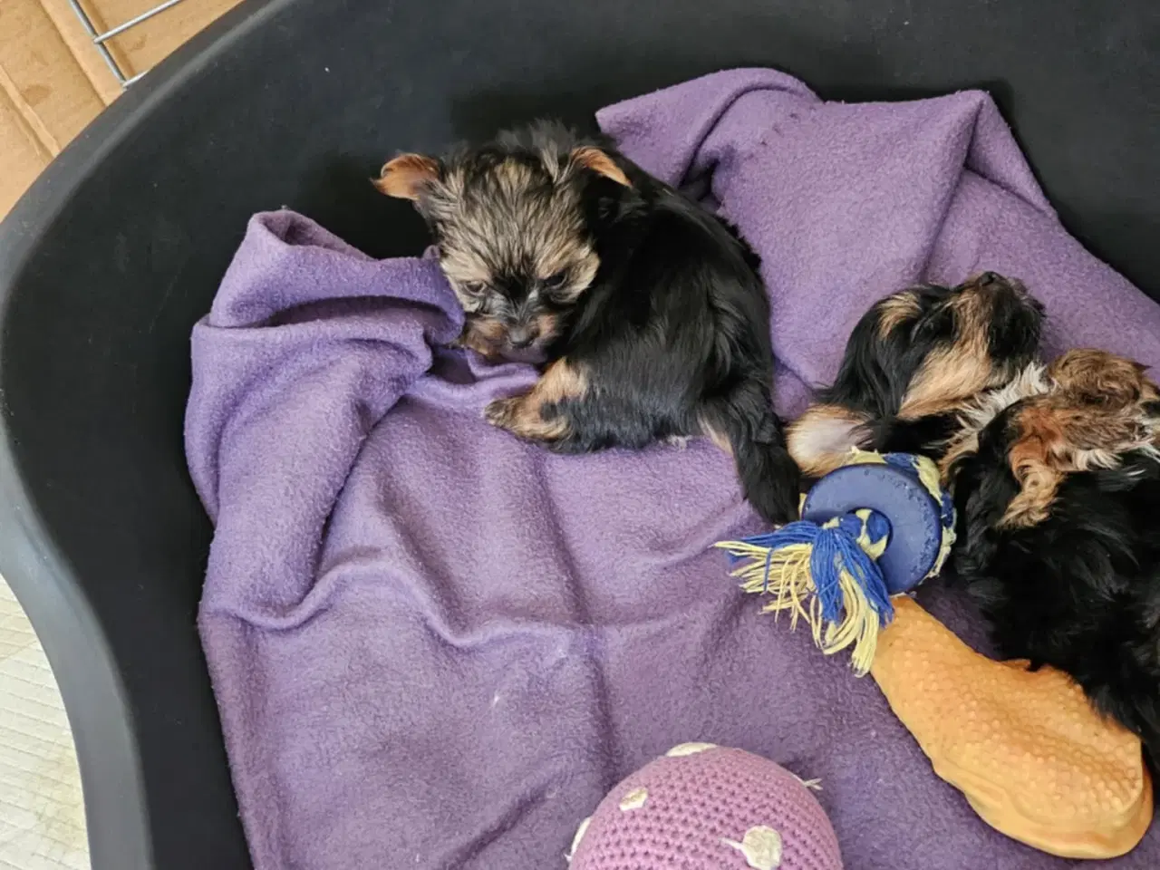 Billede 9 - 4 skønne Yorkshire Terrier hvalpe sælges 
