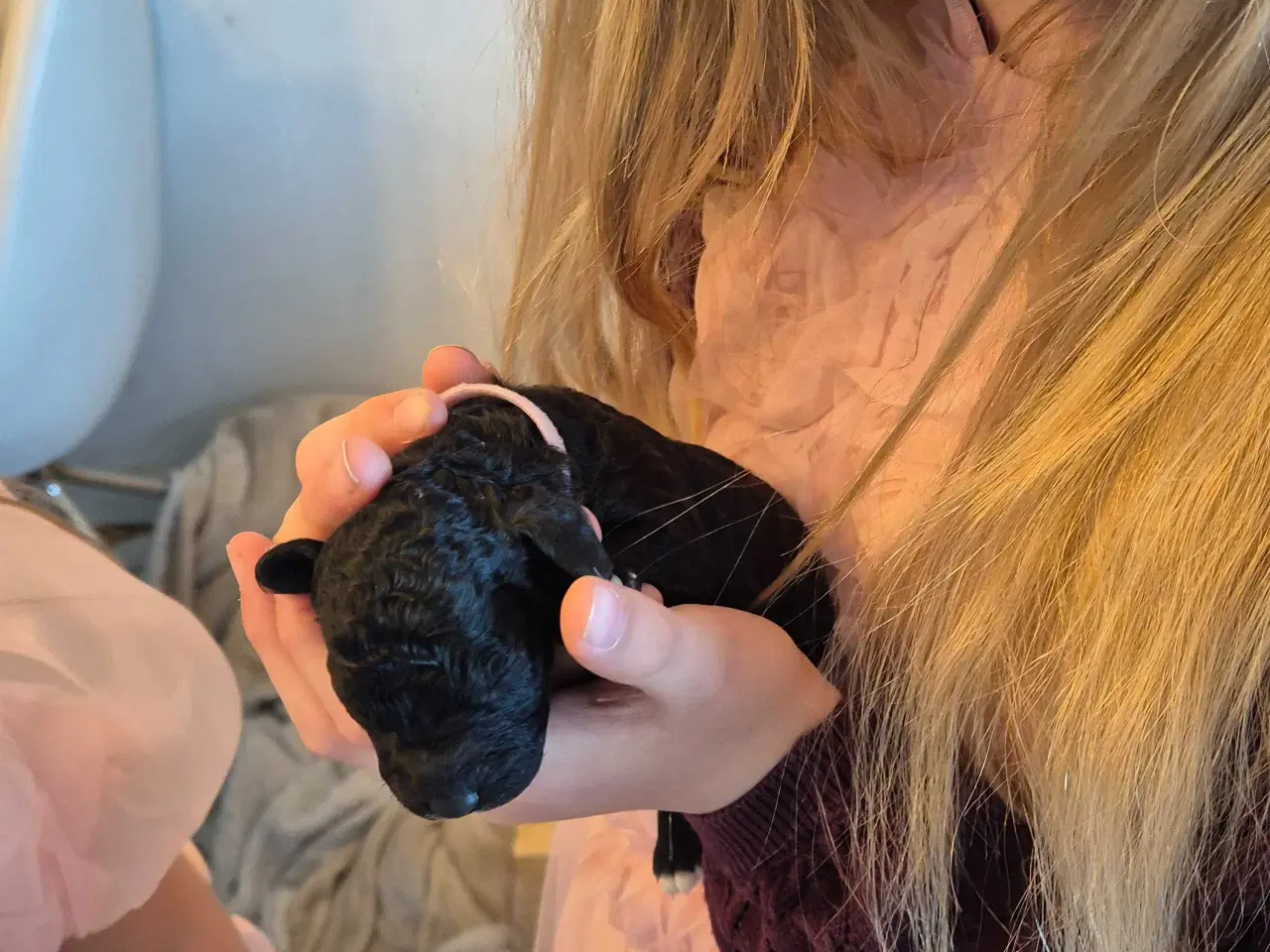 Billede 5 - Mini cockapoo f1B