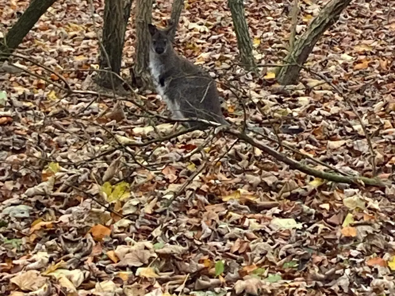 Billede 1 - Kænguru