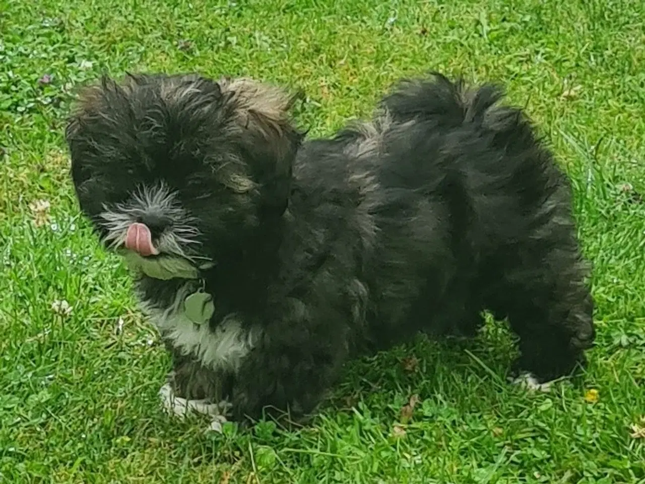 Billede 2 - Lhasa Apso hvalp med stambog