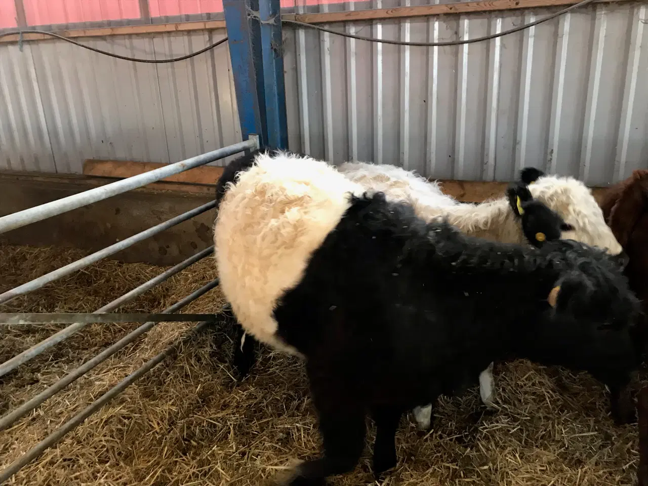 Billede 5 - Galloway kvier 