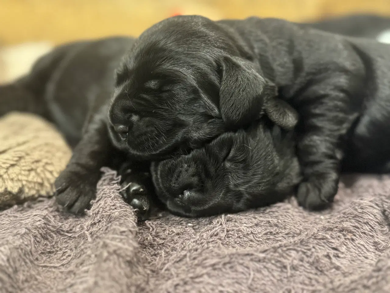 Billede 5 - Amerikanske Cockerdor hvalpe 