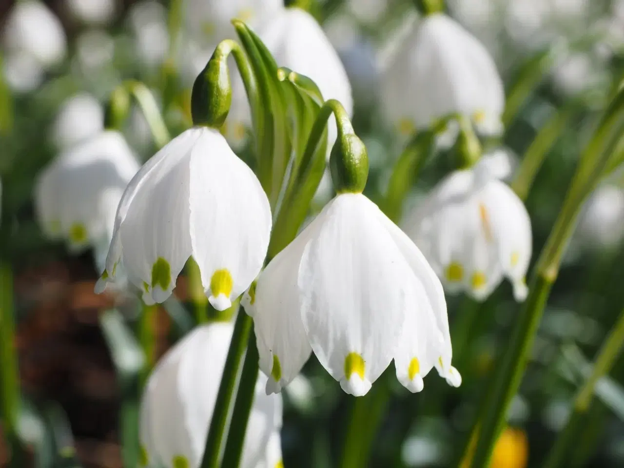 Billede 1 - Sommer Hvidblomme “Leucojum aestivum”