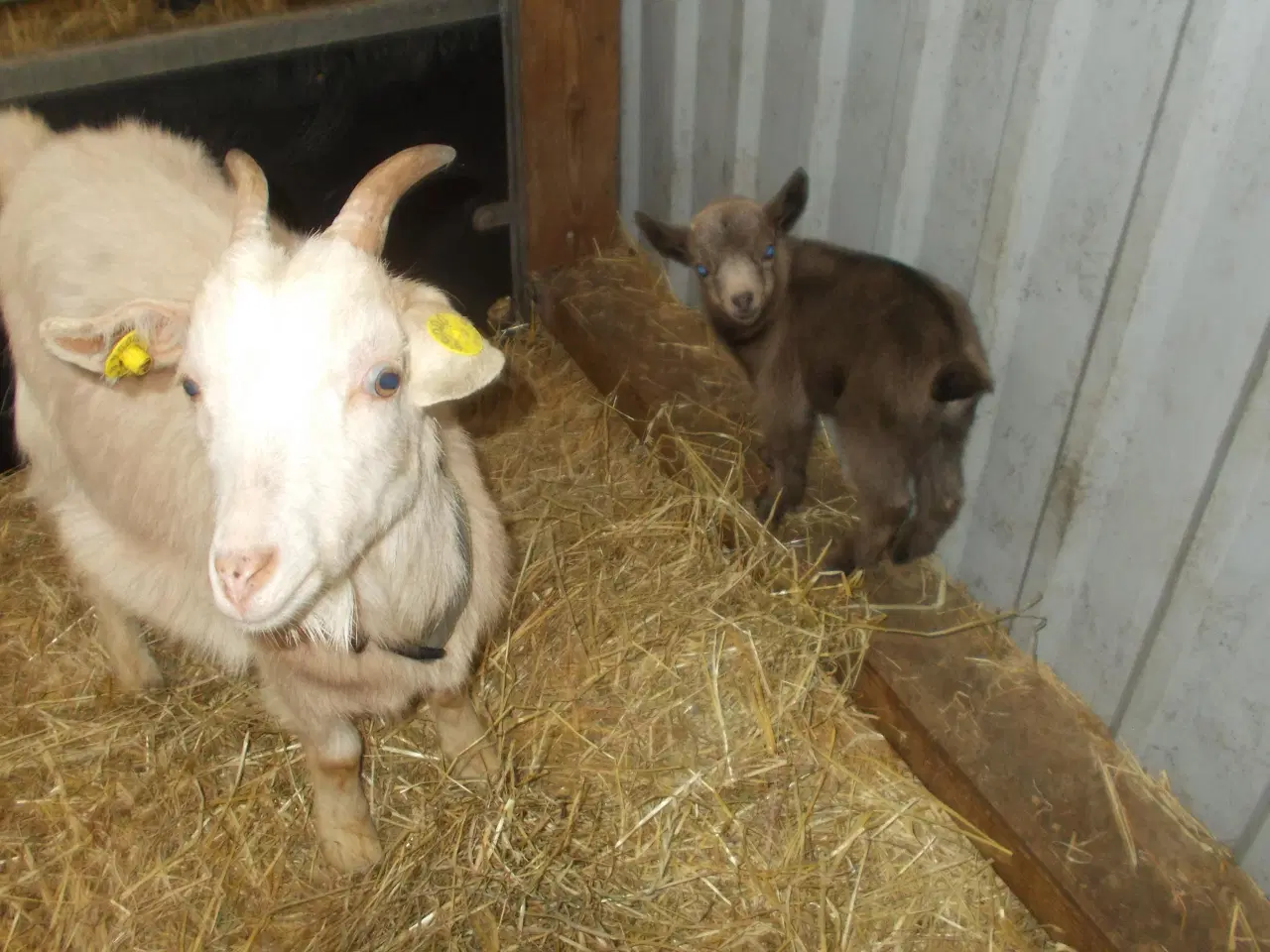 Billede 1 - dværgged