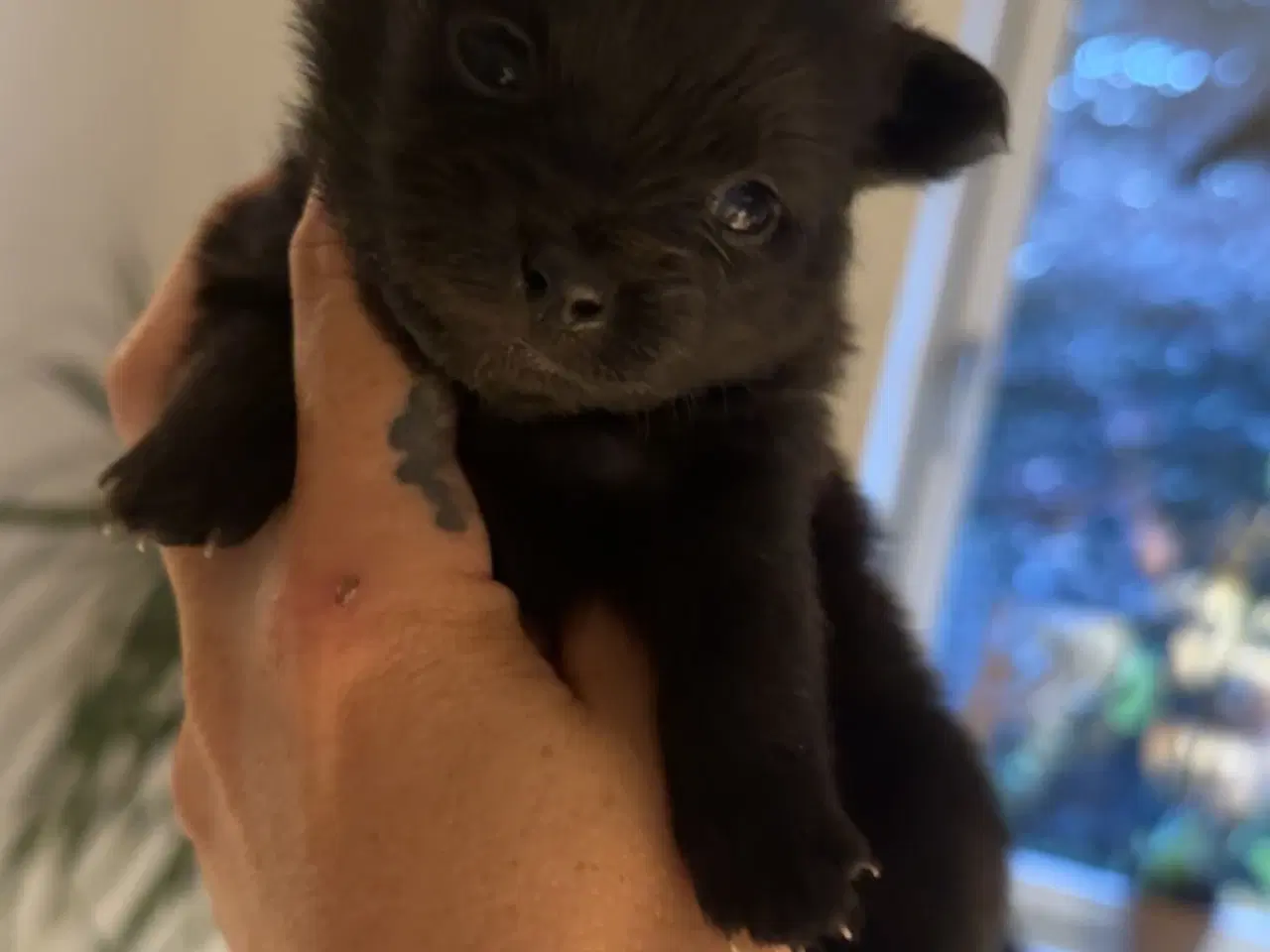 Billede 5 - Pomchi hvalpe 