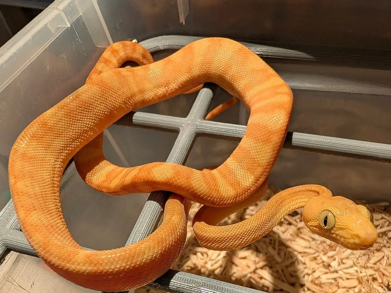 Billede 2 - Corallus Hortulanus - Træboa het. Calico 