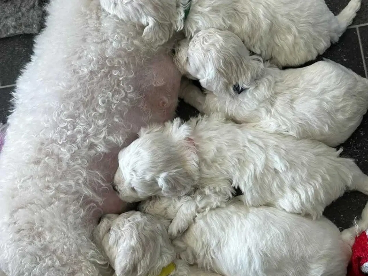 Billede 6 - Bichon frise tilbydes til avl. 