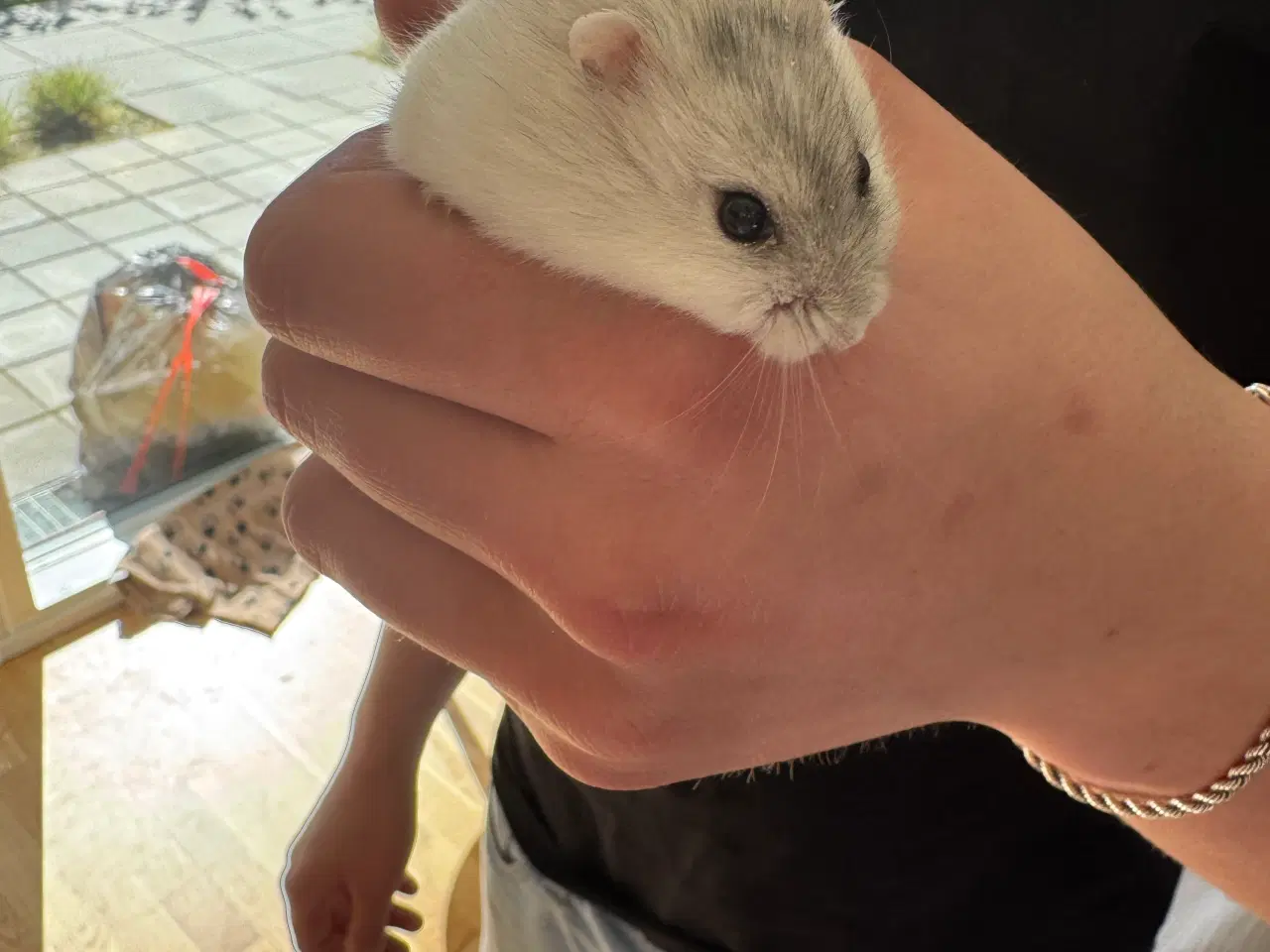 Billede 2 - Dværghamster plus tilbehør sælges