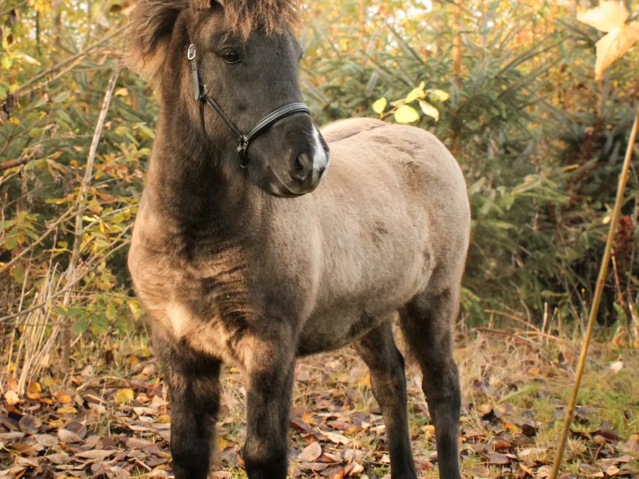 Billede 5 - Skønneste islænder hoppeføl!