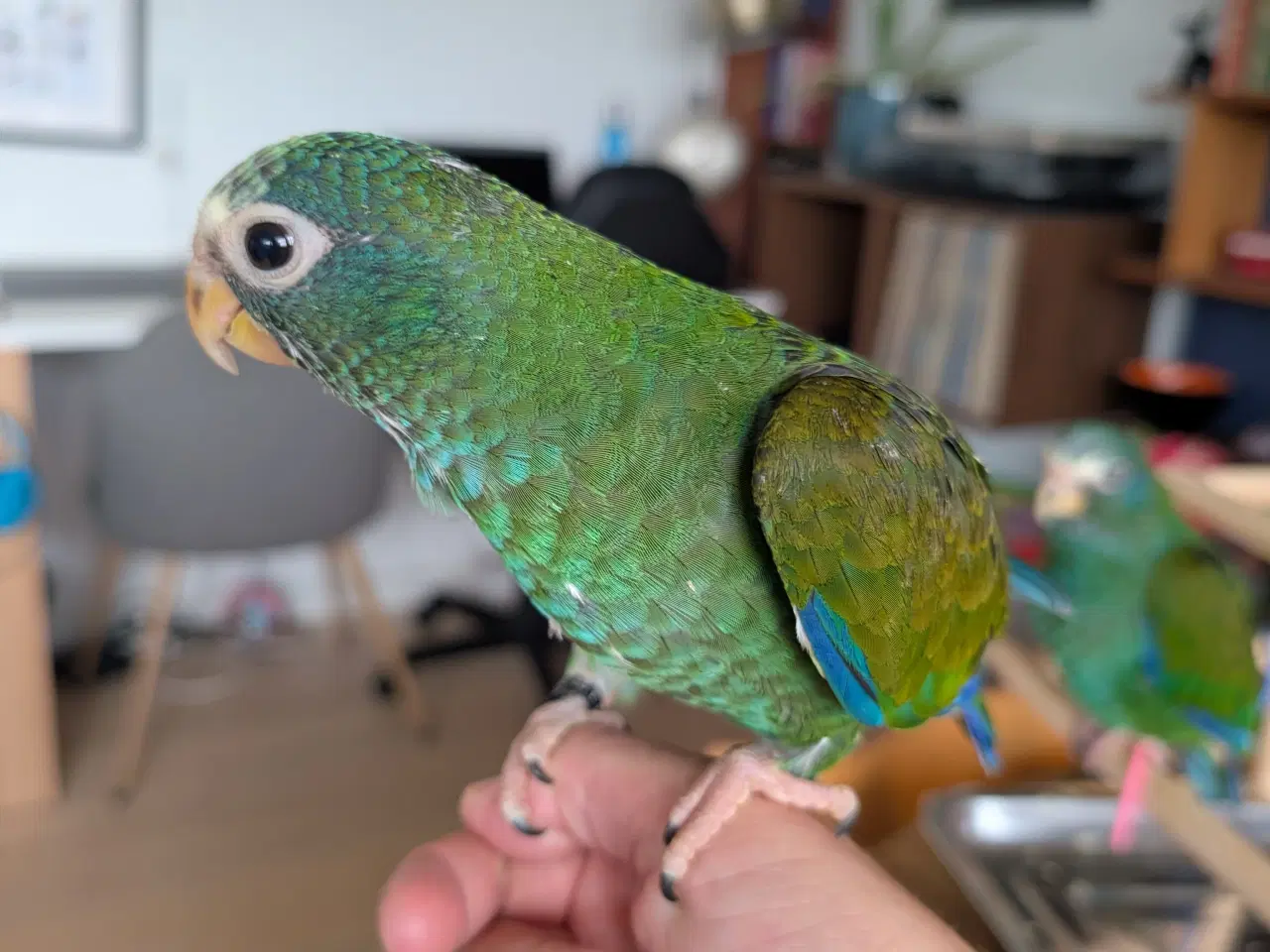 Billede 3 - Hvidpandet pionus unge 