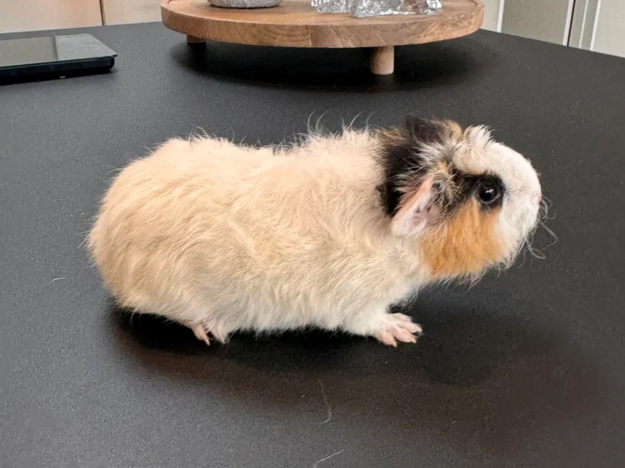 Billede 11 - Marsvin, Han unger 5 stk