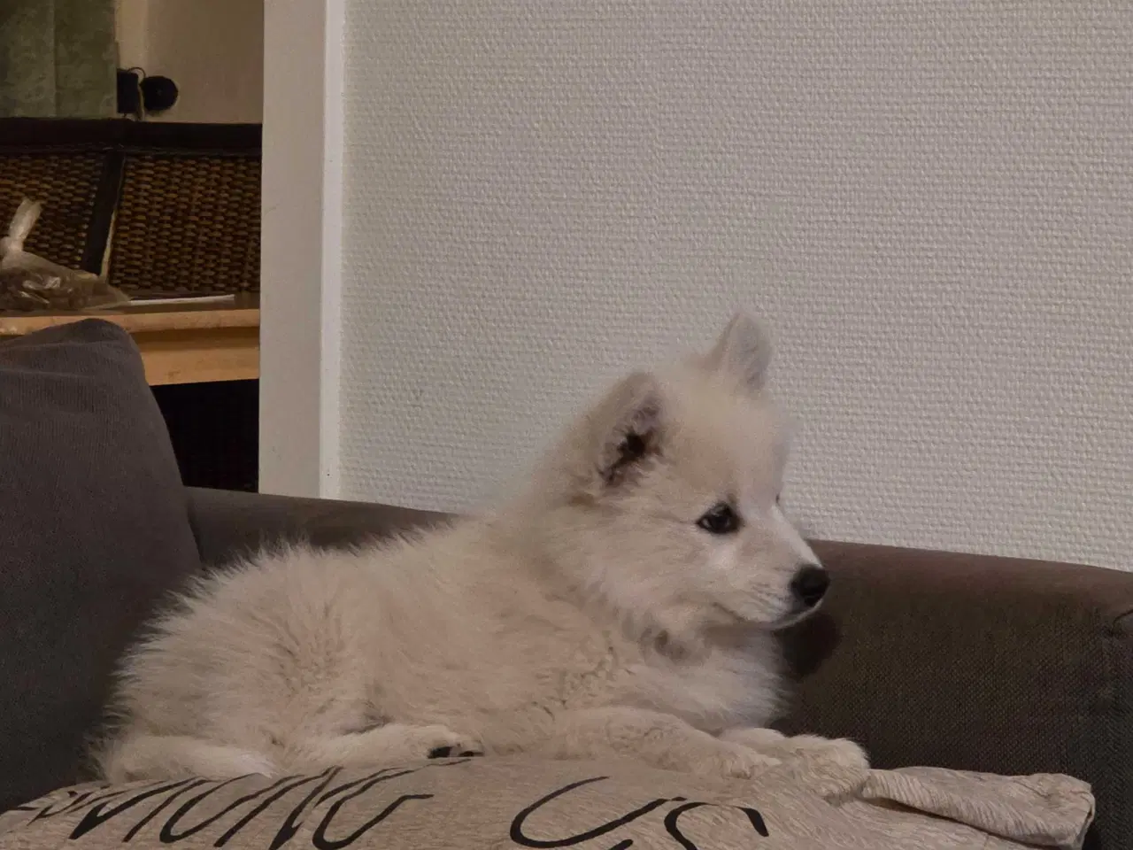 Billede 7 - Samojed/japansk spids blanding 
