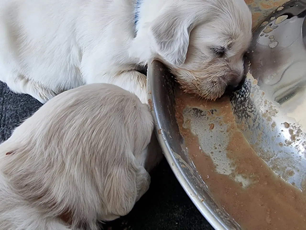 Billede 3 - GOLDEN RETRIEVER HVALPE DKK FORÆLDRE