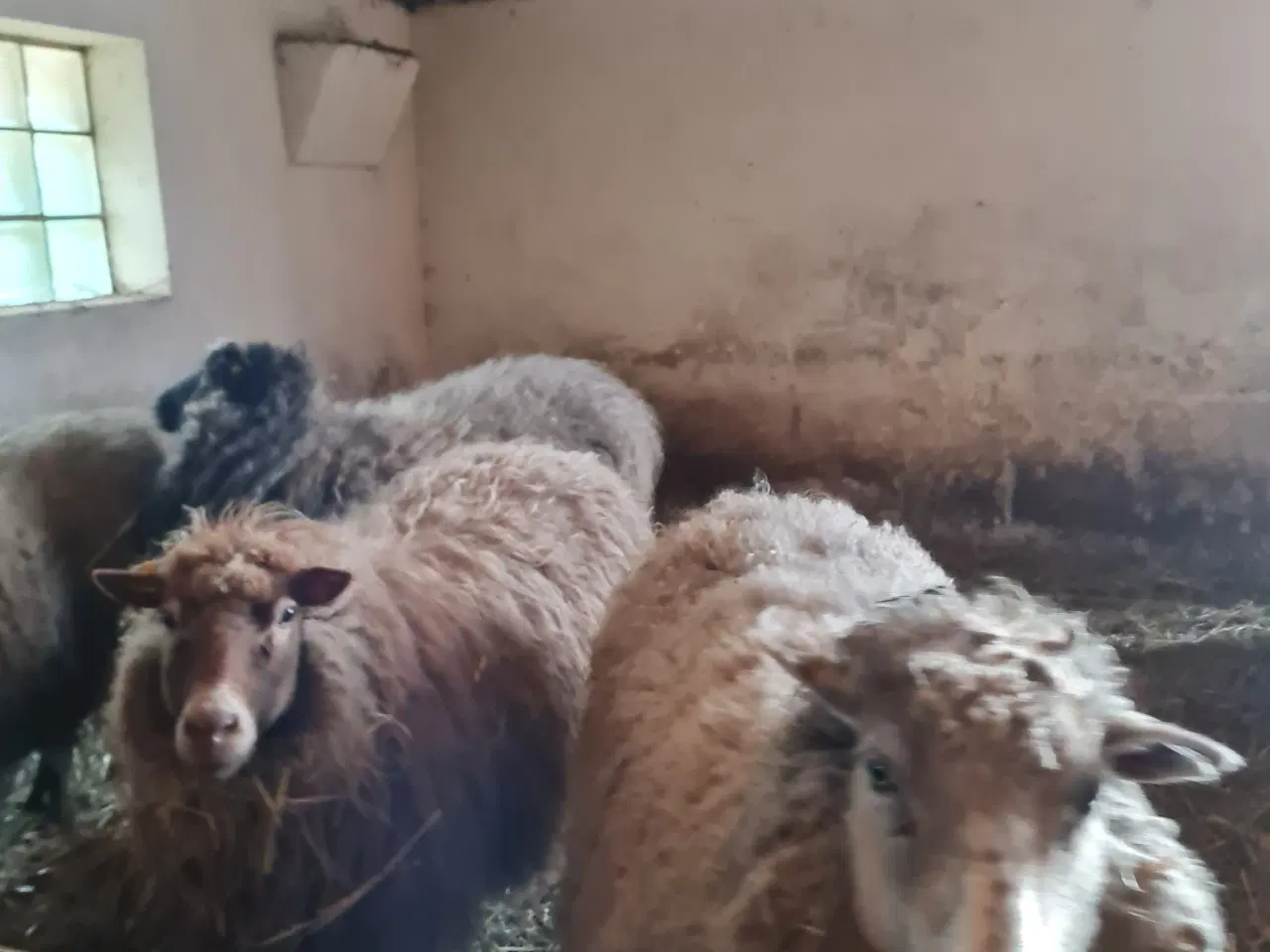 Billede 2 - 5 spælsau får