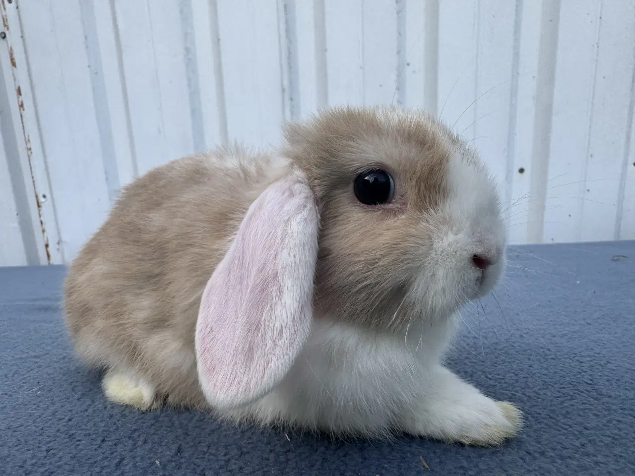 Billede 4 - Dværgvædder/Mini lop hunkanin