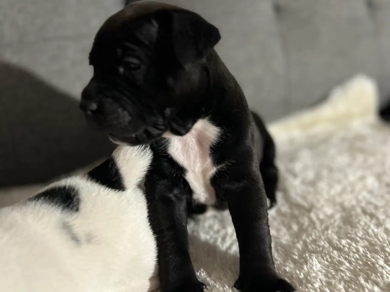 Billede 2 - OEB/Boxer/Lab/Staffordshire Bull Terrier