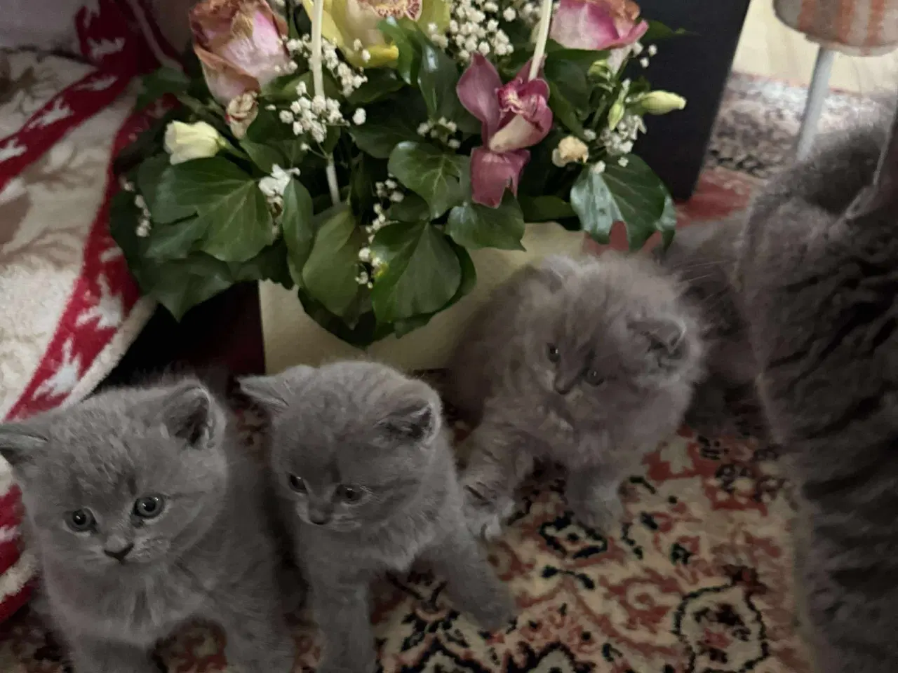 Billede 6 - 2 boy and 1 beautiful baby girl British shorthair