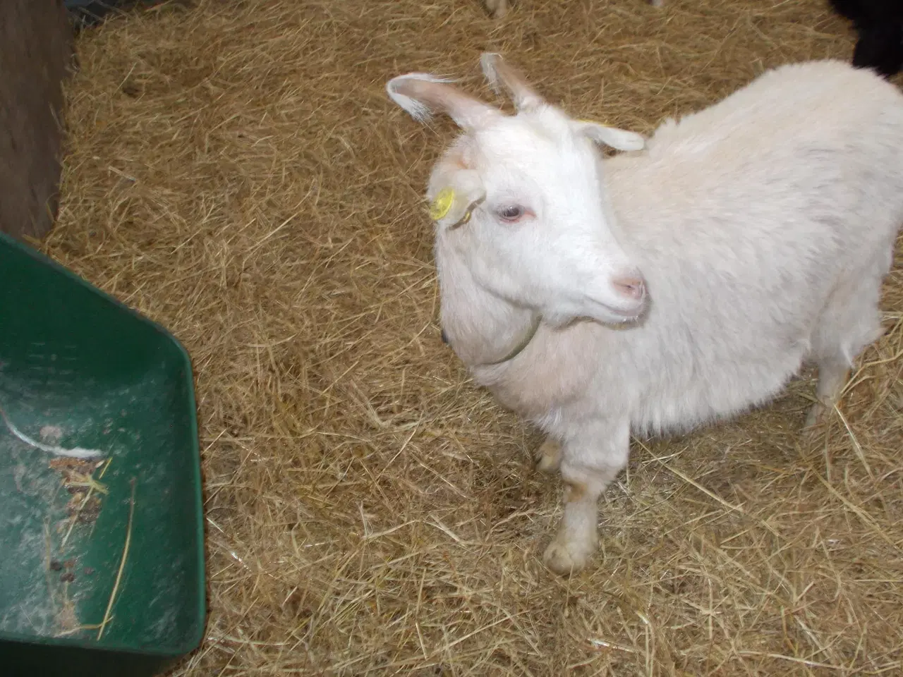 Billede 2 - dværggeder