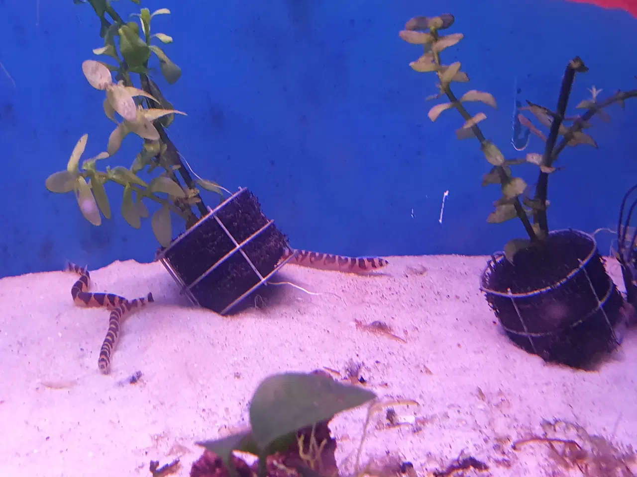 Billede 15 - KUHLI ÅL