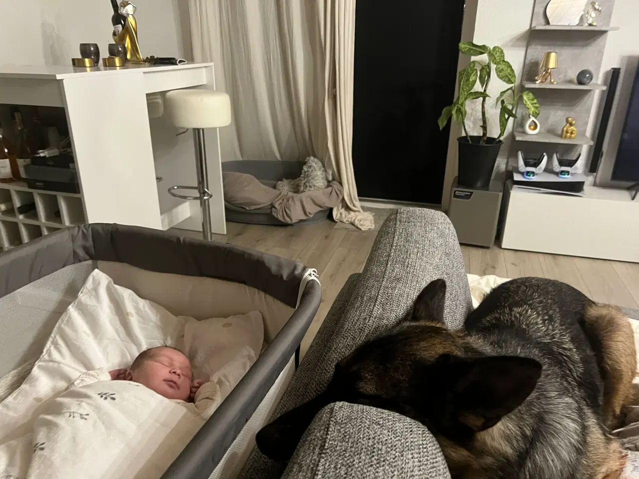 Billede 3 - Familievenlig schæfer sælges