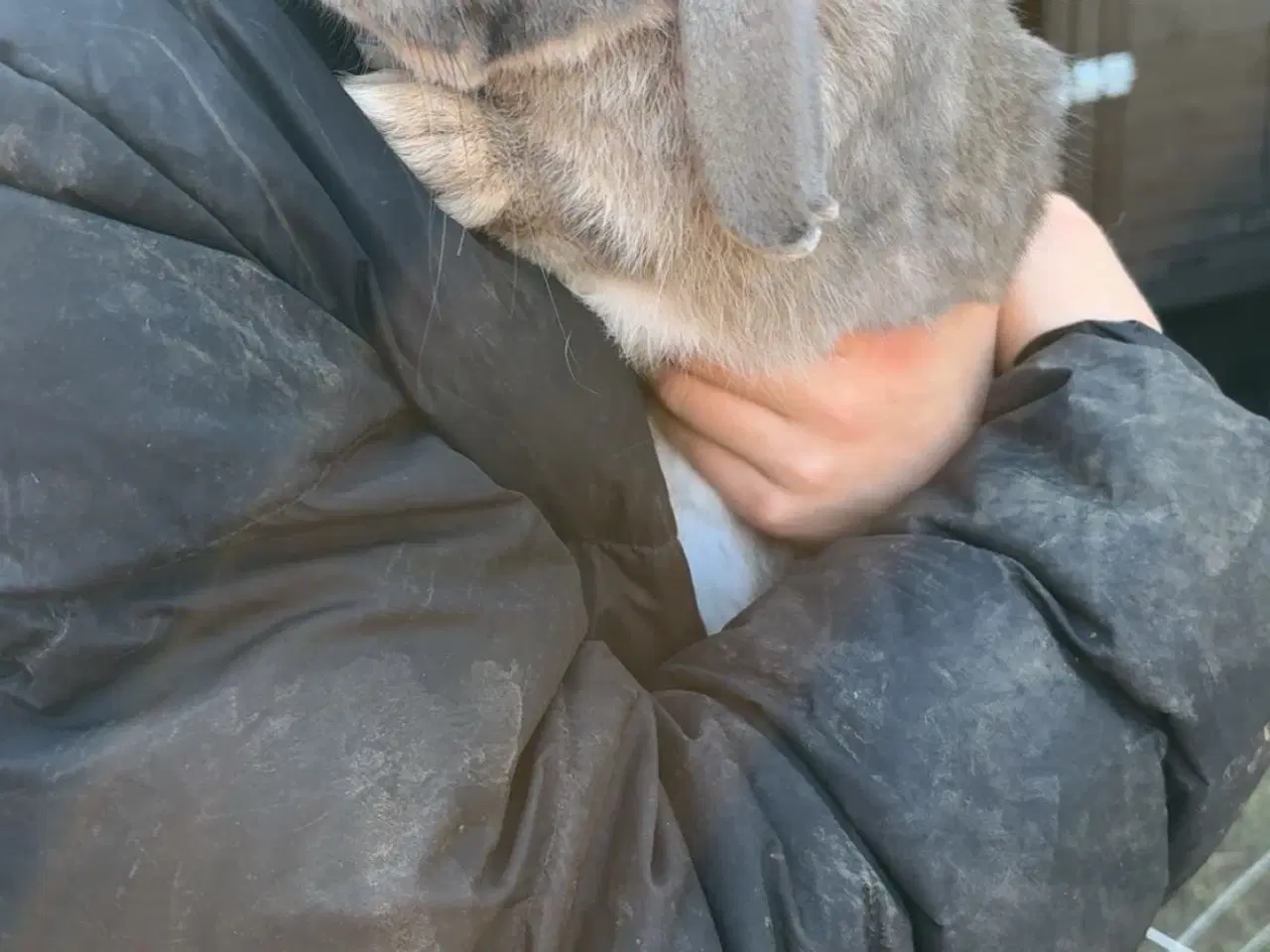 Billede 13 - Stor kanin pakke