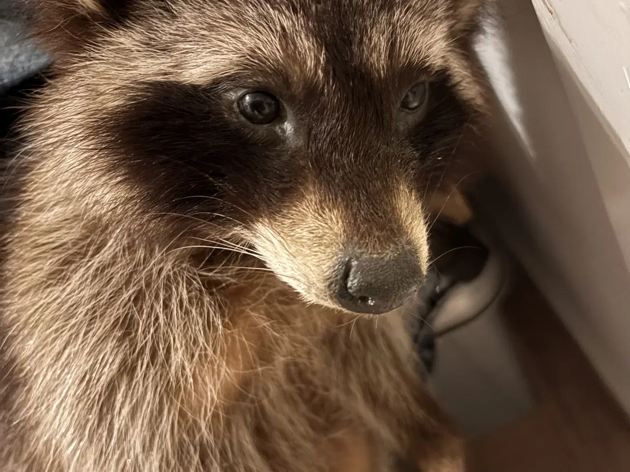 Billede 2 - Flot vaskebjørn på træstub 