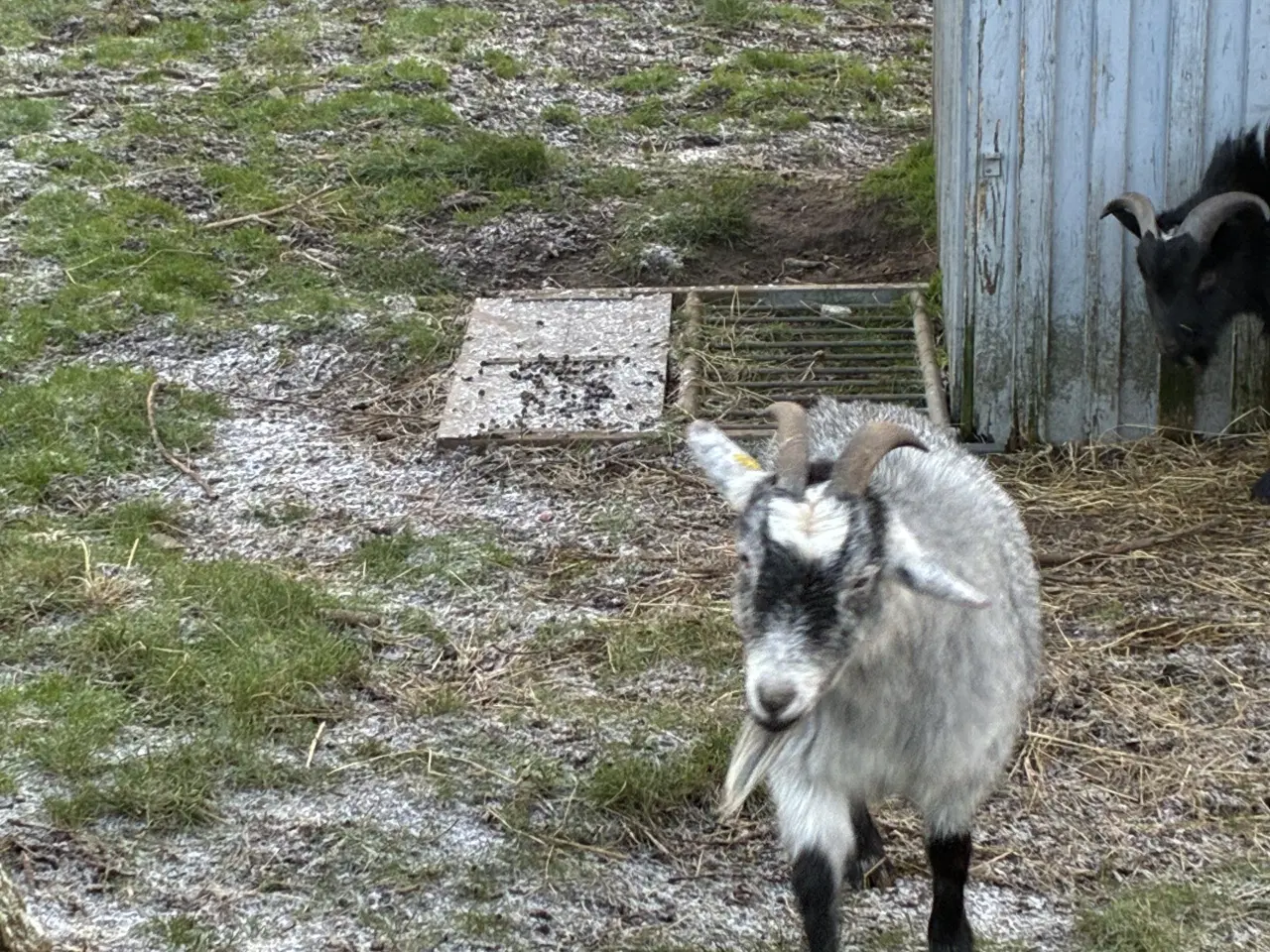 Billede 2 - Stor tam dværgged 