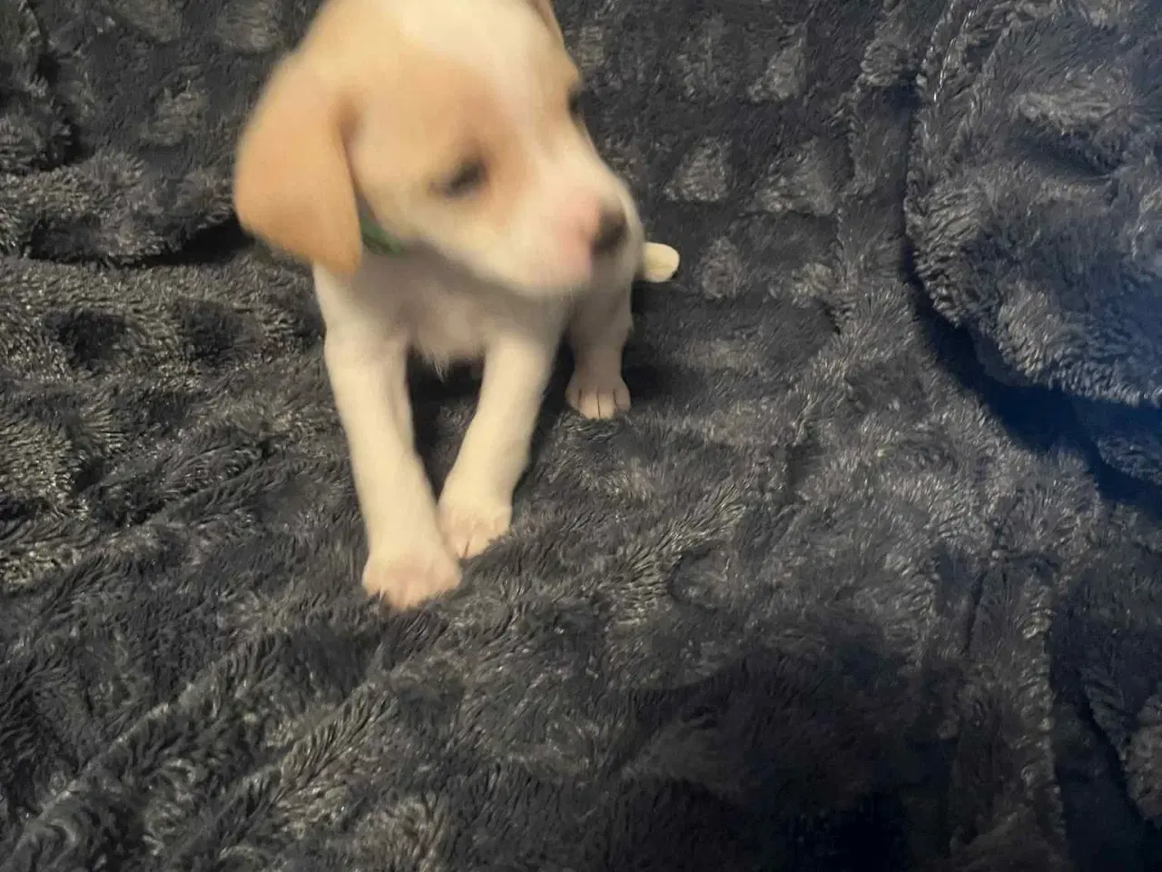 Billede 4 - Dansk svensk gårdhund 