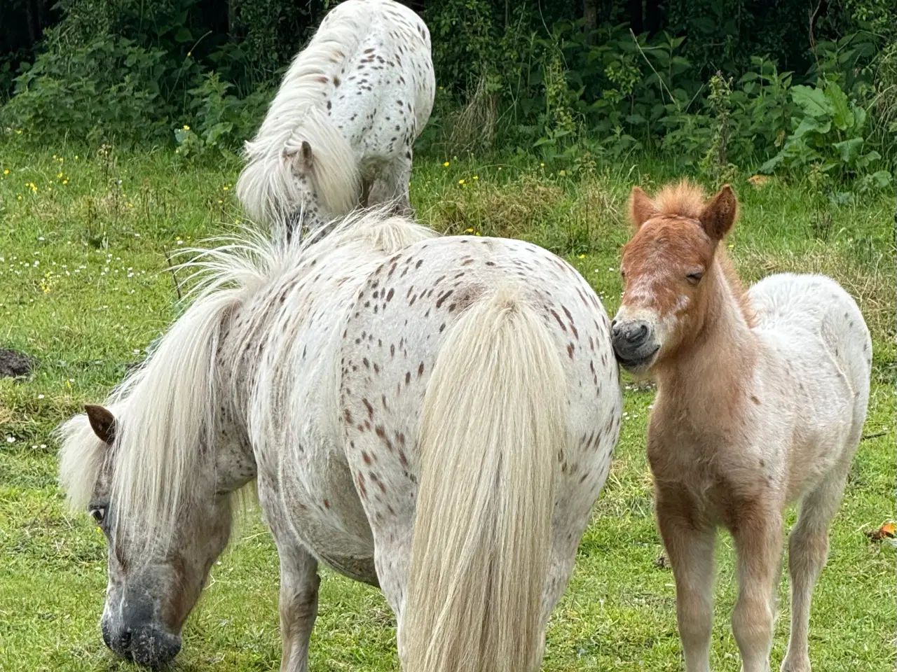 Billede 9 - Mini Pony 