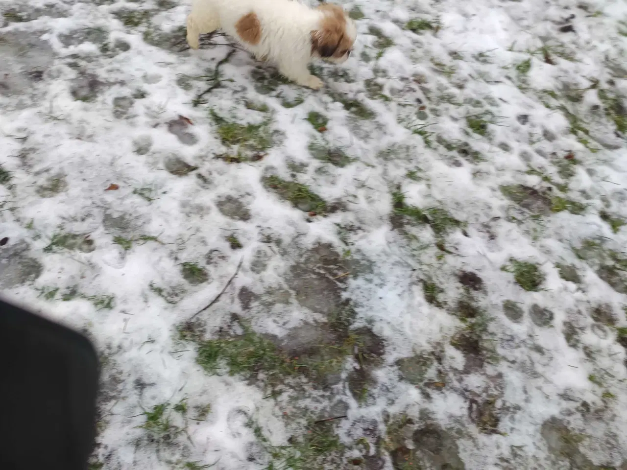 Billede 10 - Lækker hvapse 