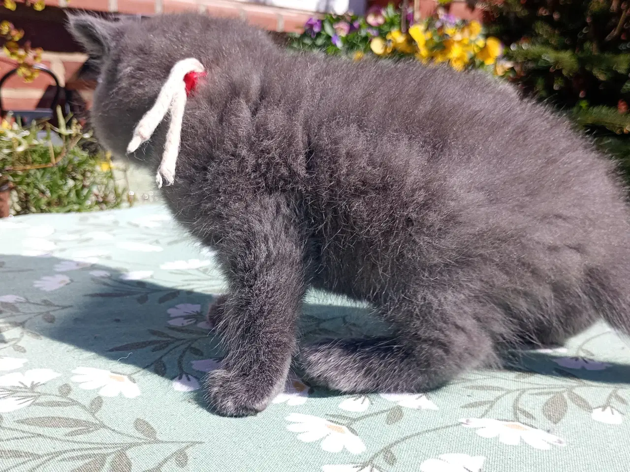 Billede 3 - British shorthair pige - RESERVERET