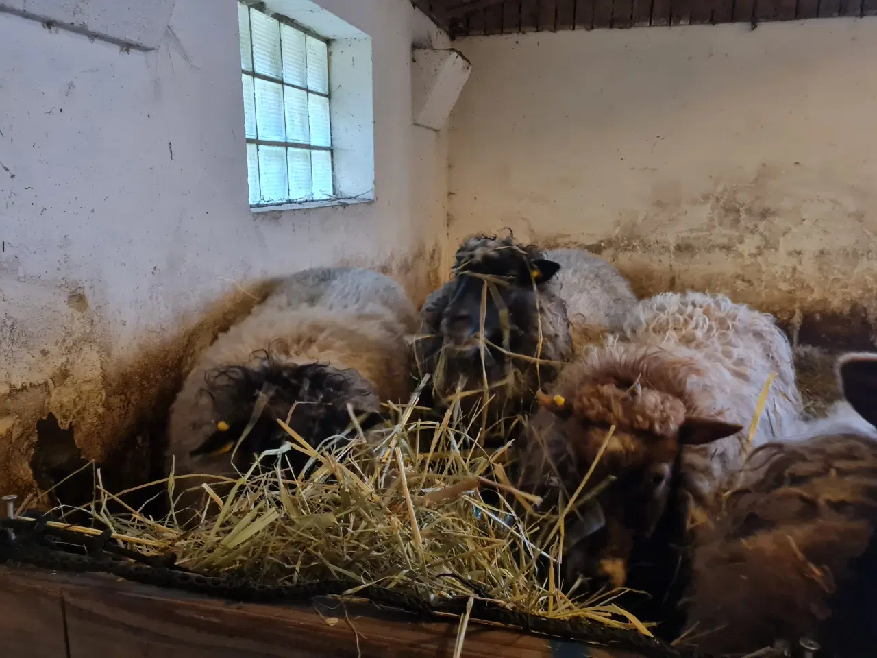 Billede 3 - 5 spælsau får