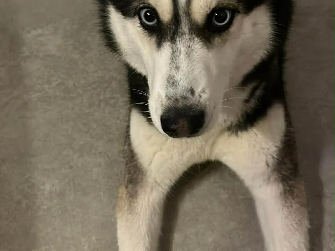 Billede 2 - Sælges Mille 5 år