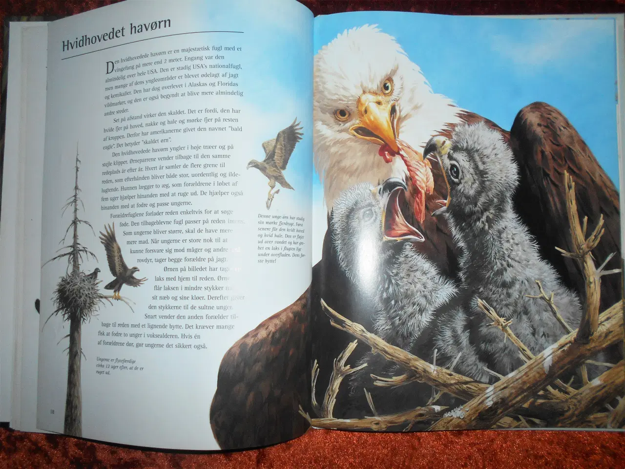 Billede 4 - En farlig barndom, Bernard Stonehouse,