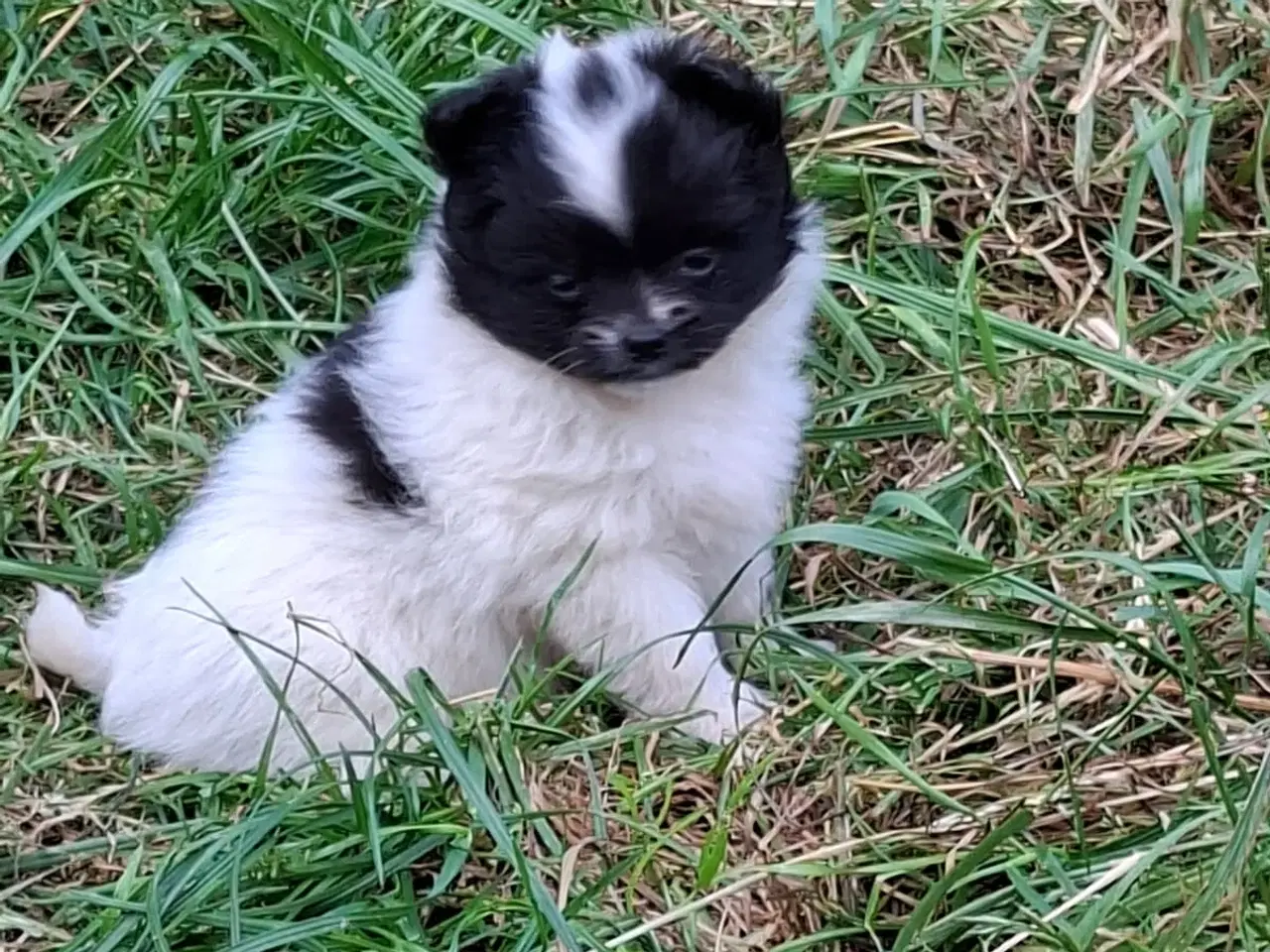 Billede 3 - Chihuahua og pomeranian hvalpe