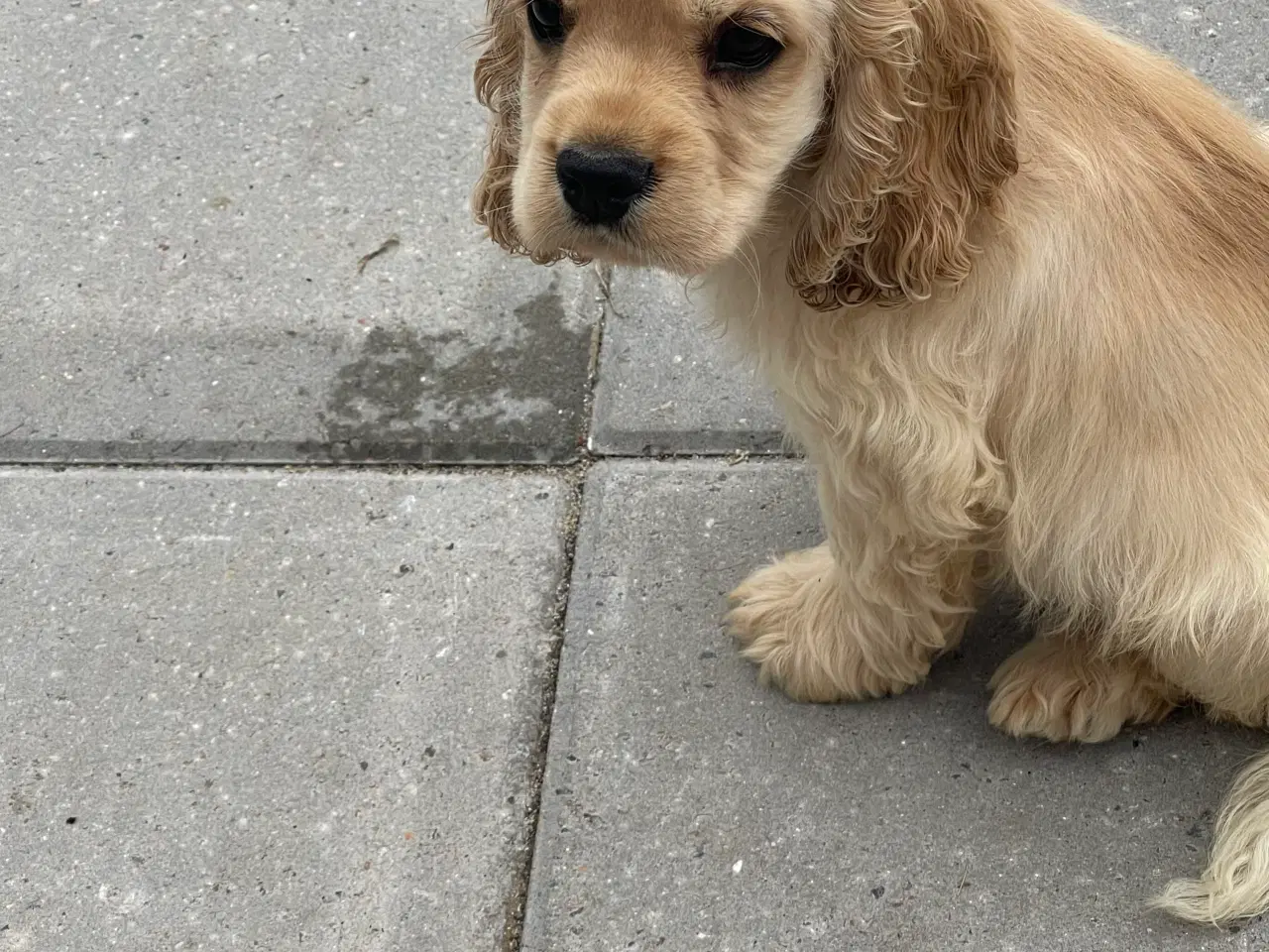Billede 9 - Rejseklar 🧳 Skønne Amerikanske Cockerspaniel 