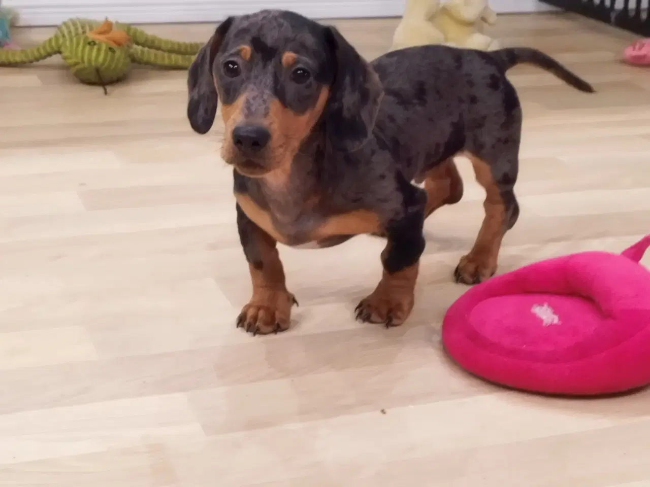 Billede 4 - Danmarks sødeste Korthåret Mini gravhunde hvalpe u