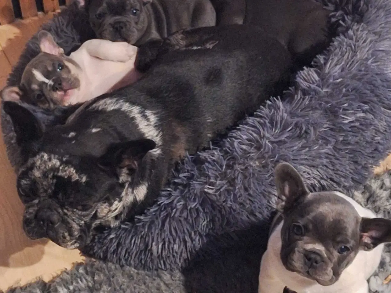 Billede 4 - Fransk bulldog hvalpe