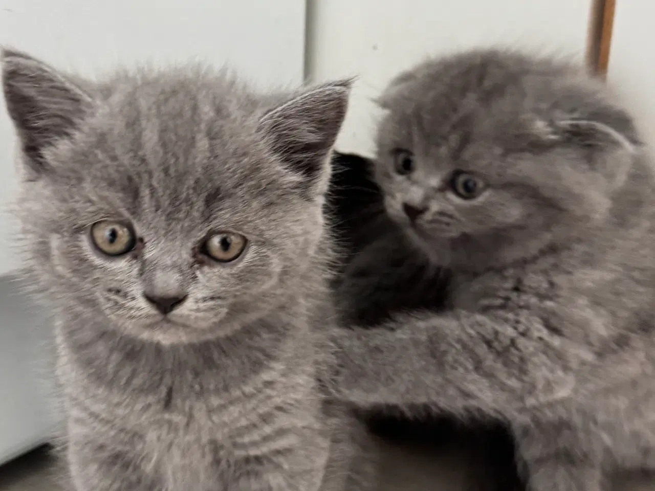 Billede 2 - British shorthair 