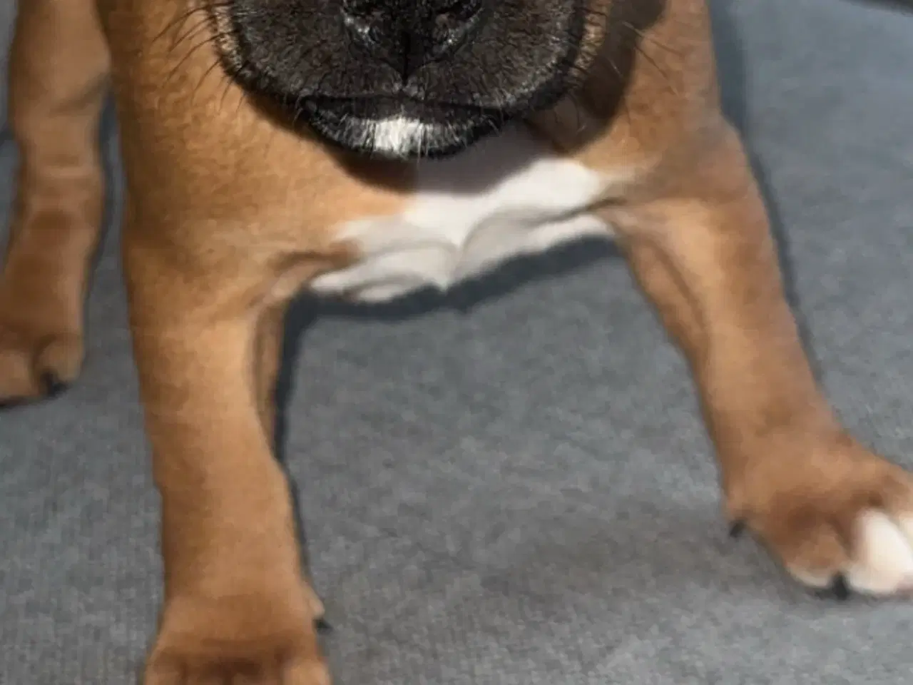 Billede 1 - staffordshire bull terrier