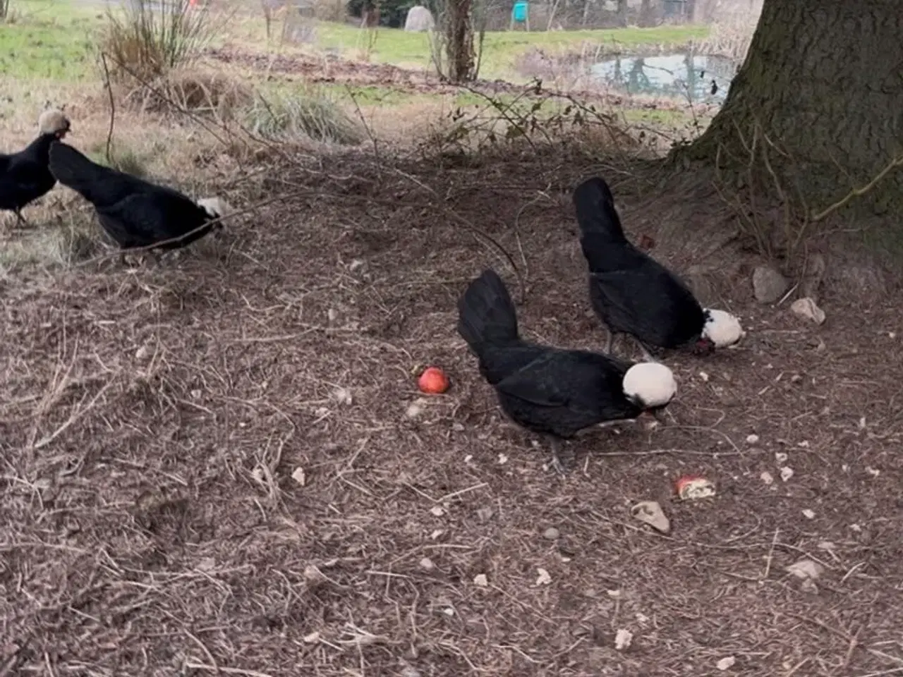 Billede 3 - Toppede hollændere (dværg)