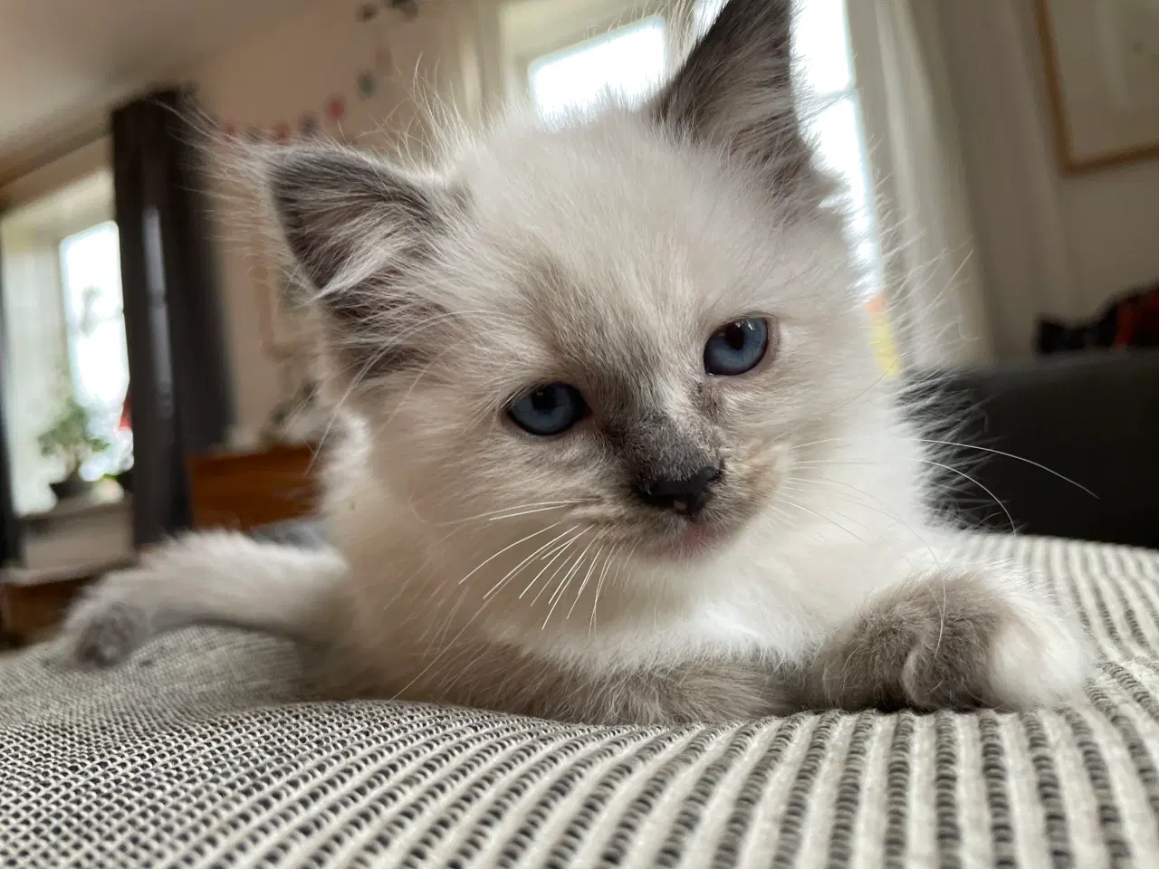 Billede 10 - Hellig Birma killinger