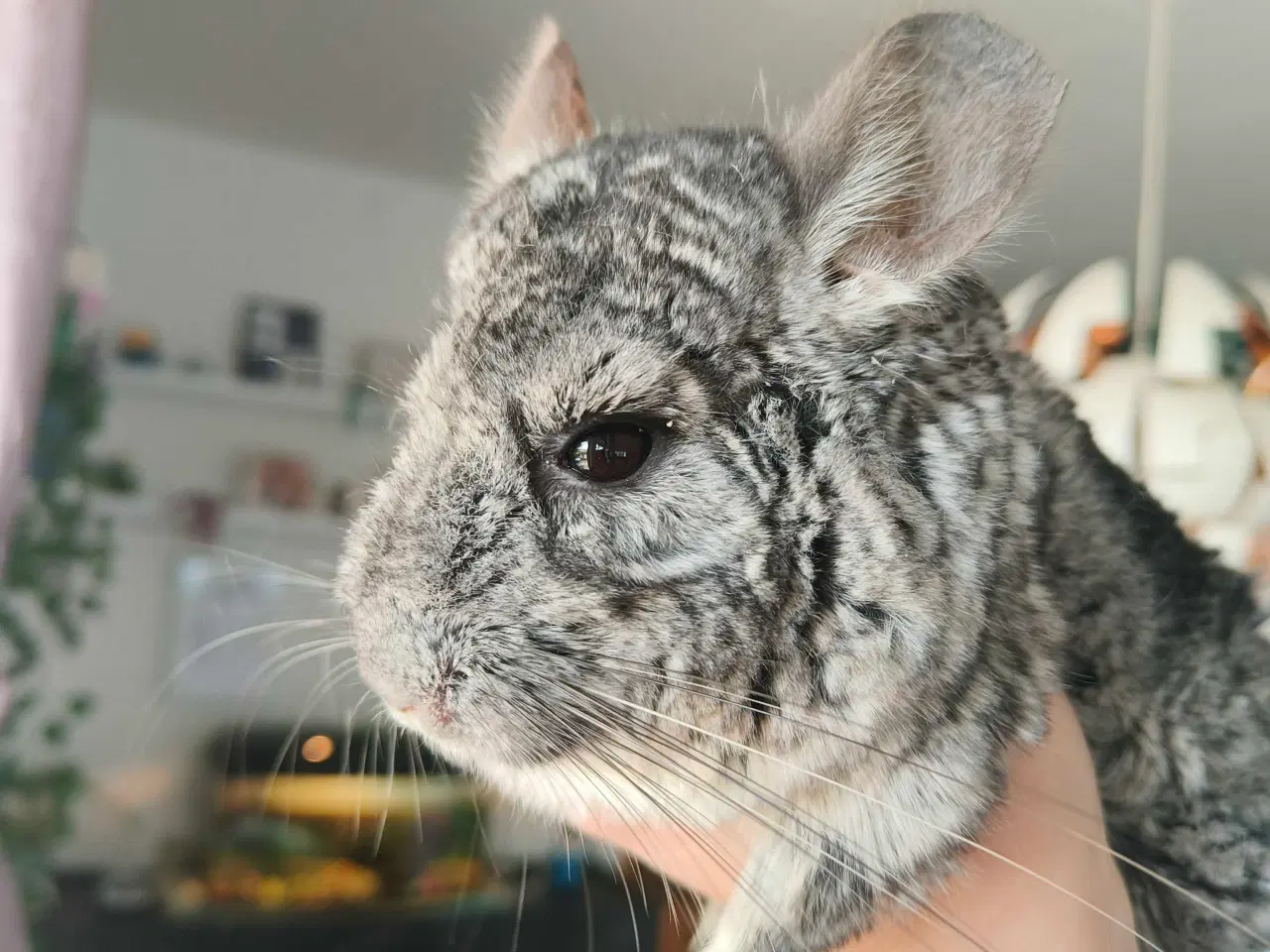 Billede 1 - Chinchillaen Ruth søger ny løbegård