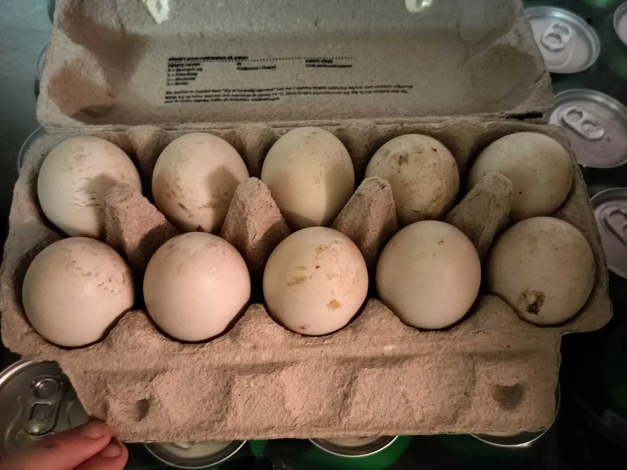 Billede 1 - Æg til udrugning 