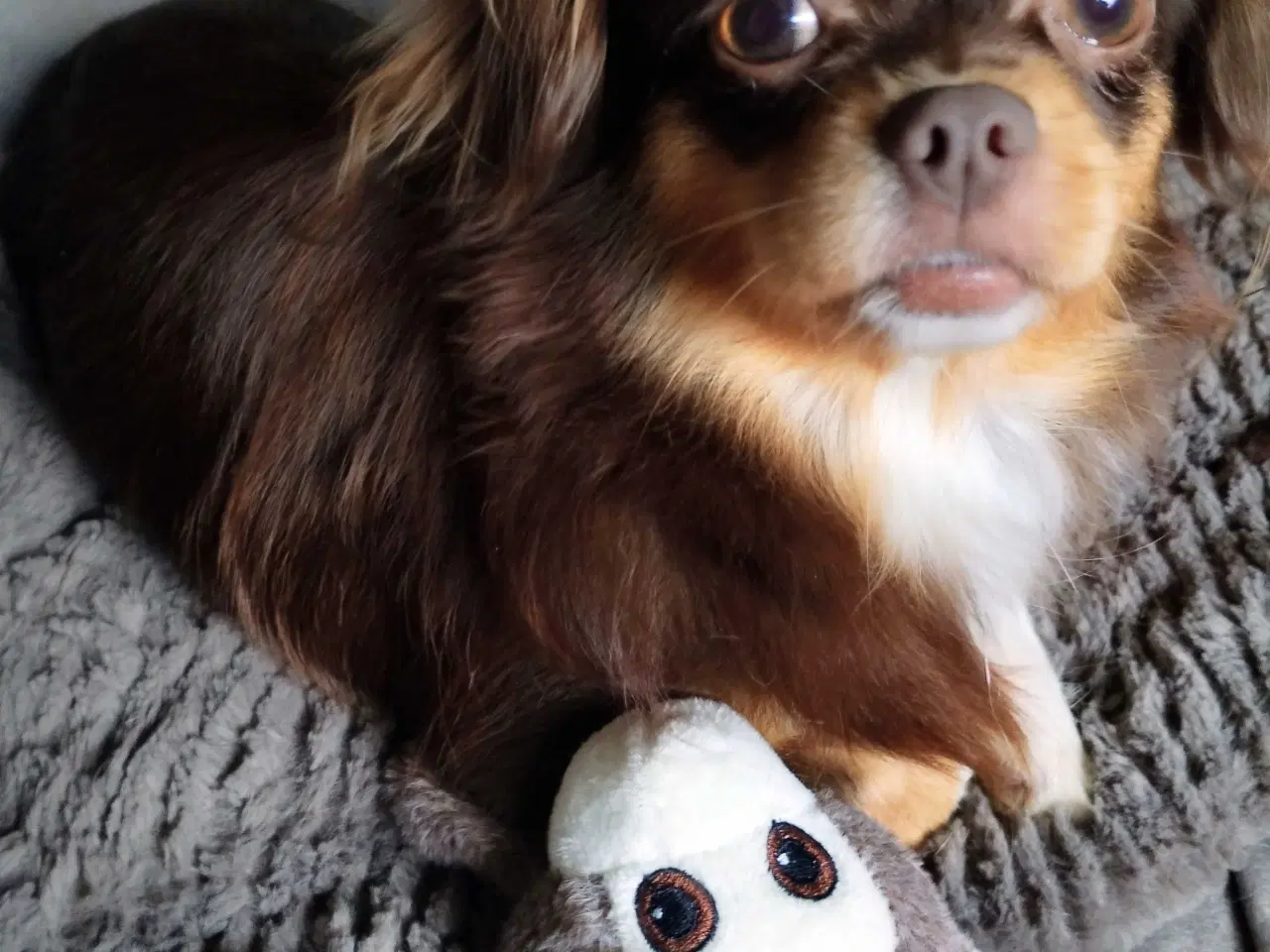 Billede 18 - Dejlige små race blandings hvalpe