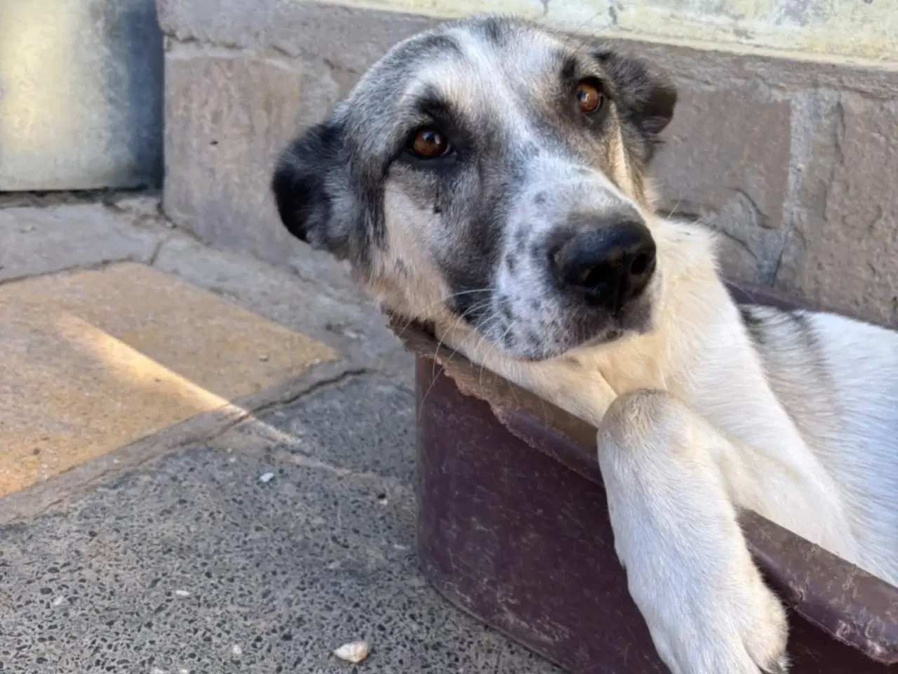 Billede 2 - Søde Raina søger sin helt egen familie